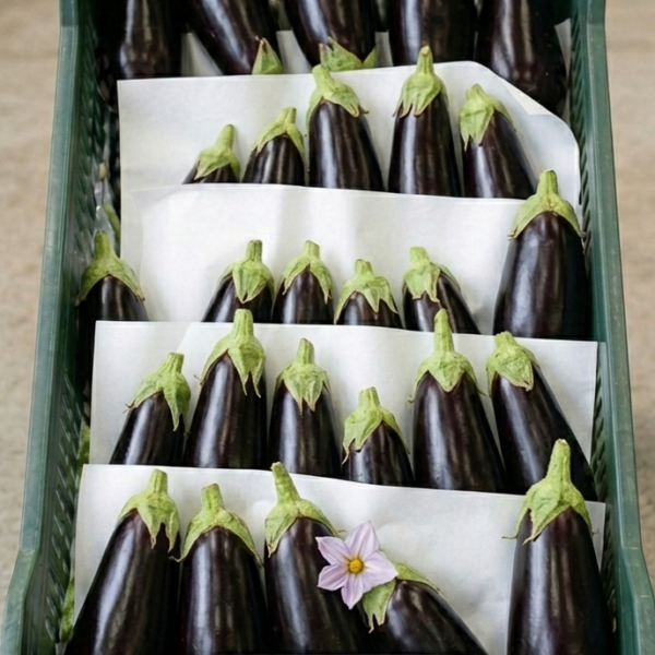 Eggplant black beauty
